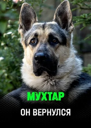 Мухтар. Он вернулся